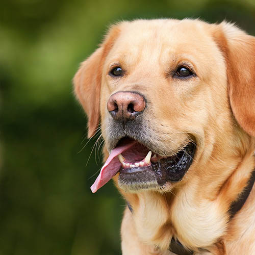  un chiot soin pharmacie HUAULT